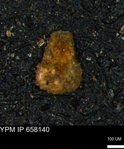 undet. Foraminiferida