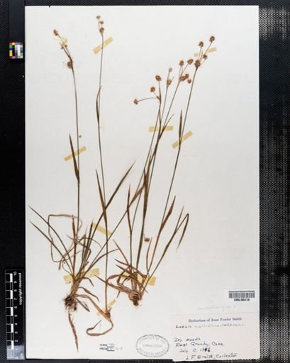Luzula multiflora