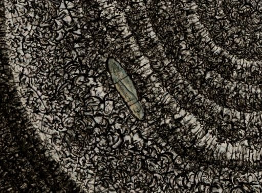 Plagiostomum whitmani