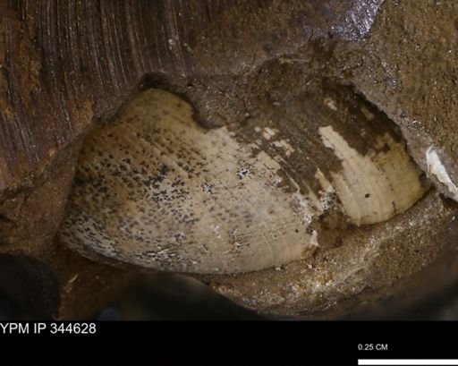 Limopsis striatopunctatus