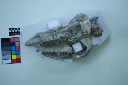 Diceratherium proavitum