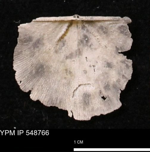 Stropheodonta perplana