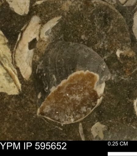 Protocardia sp.