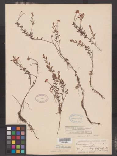 Vaccinium oxycoccos var. ovalifolium