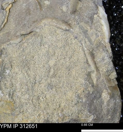 undet. Bivalvia