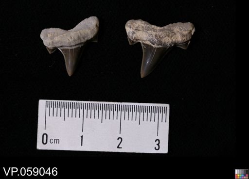 Cretolamna appendiculata