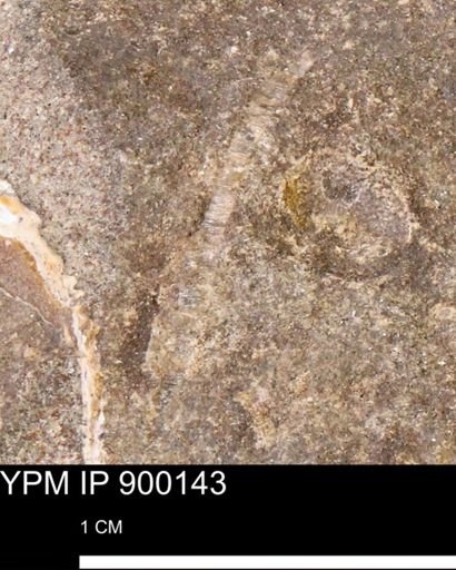 undet. Inoceramidae