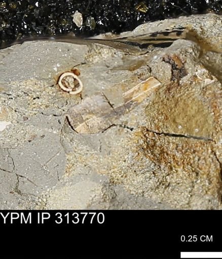 undet. Scaphopoda