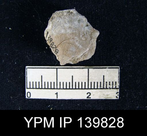 Orthis (Schizophoria) indica
