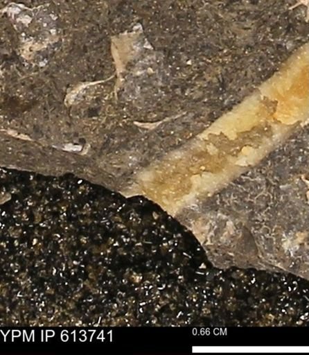 Scaphites sp.