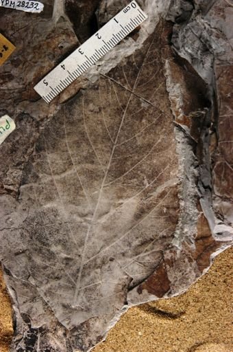 Protophyllum semotum
