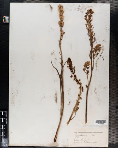 Plantae