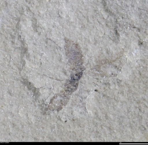undet. Insecta