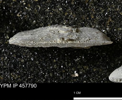 Strophodonta sp.