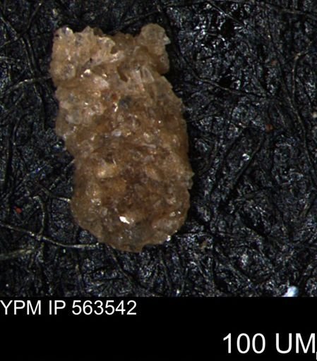 Ammobaculites euides