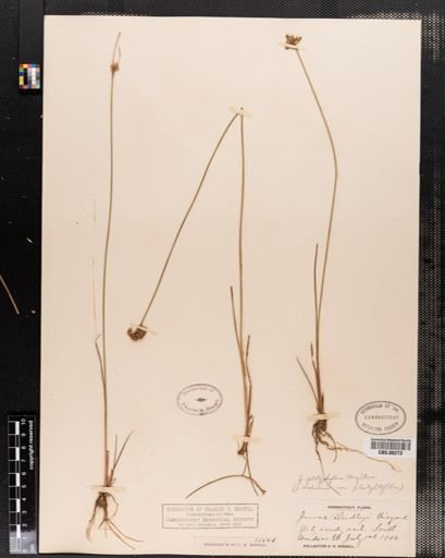 Juncus platyphyllus