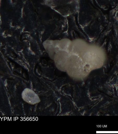 undet. Foraminiferida