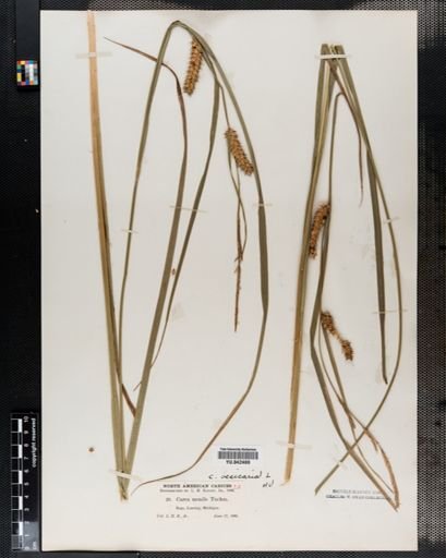 Carex vesicaria