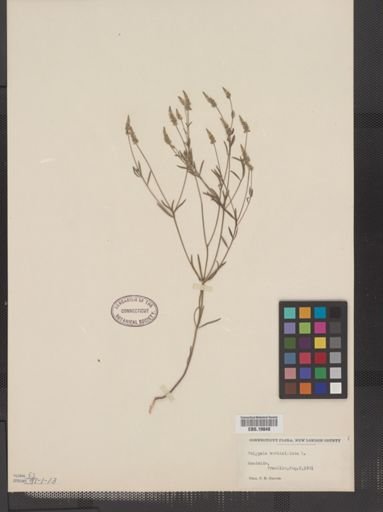 Polygala verticillata