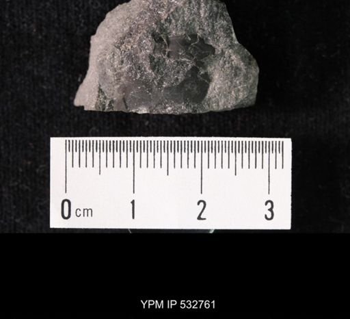 Crepicephalus sp.