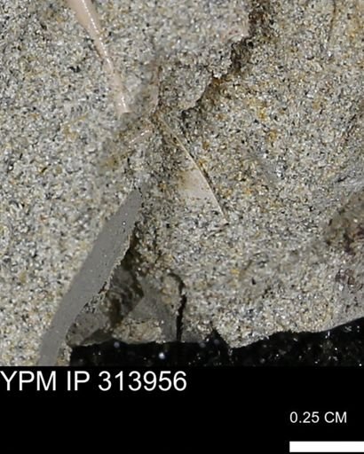 undet. Scaphopoda