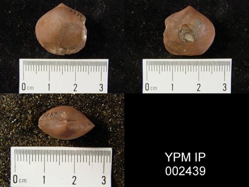 Merista plebeia