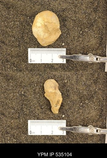 Scaphites cf. aquilaensis
