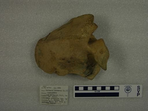 Odobenus rosmarus