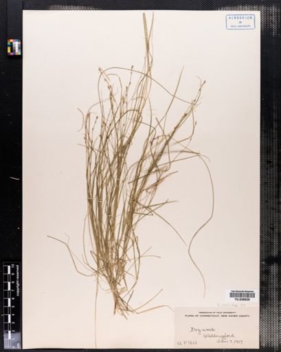 Carex