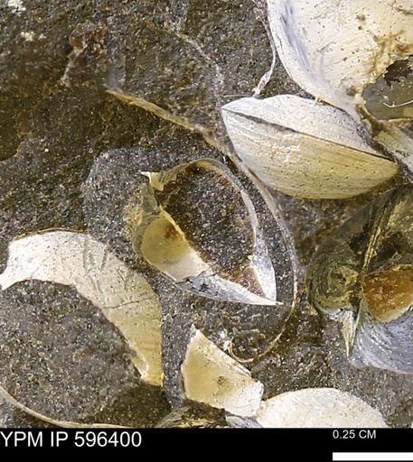 Protocardia? subquadrata