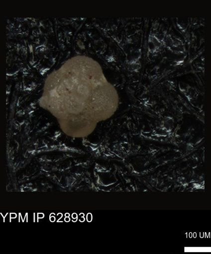 undet. Foraminiferida