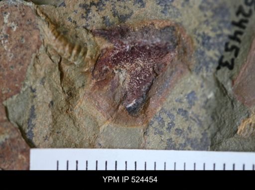 Cothurnocystis sp.