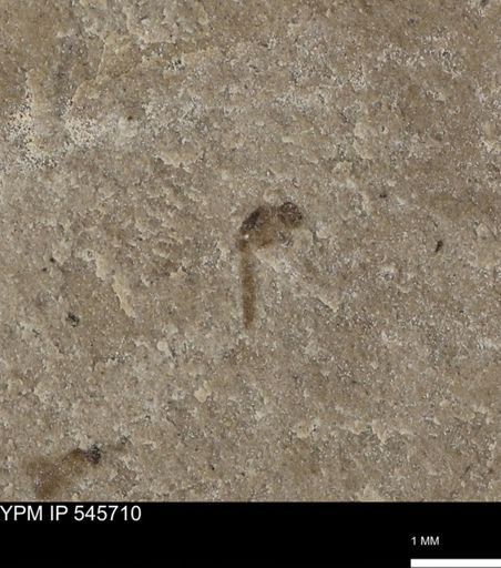 undet. Diptera