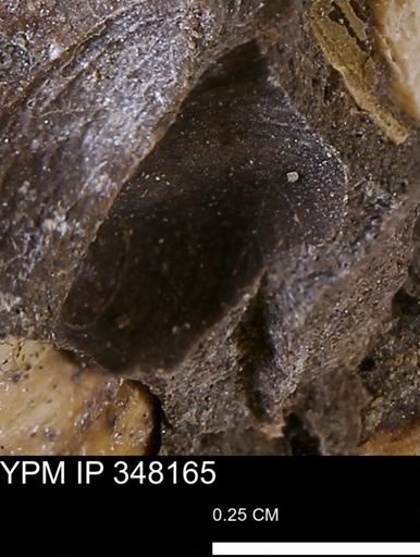 undet. Mollusca