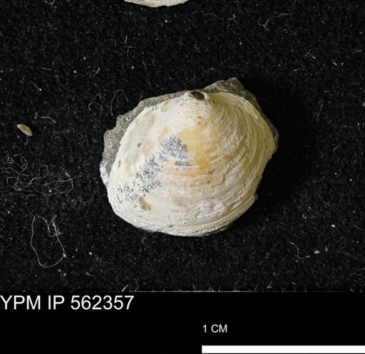 Limopsis striatopunctatus
