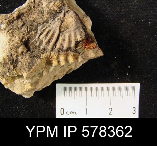 Meekella pyramidalis