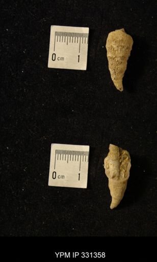 Lophophyllum profundum