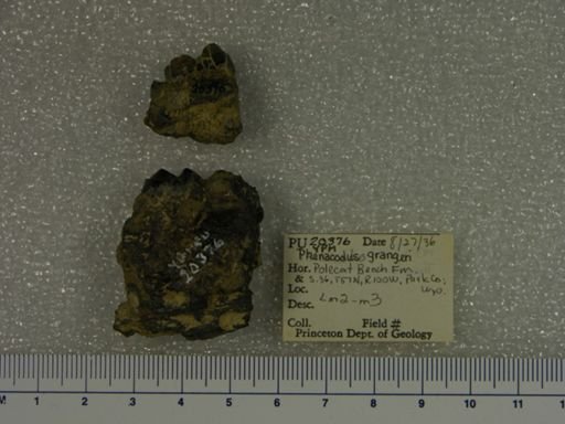 Phenacodus grangeri