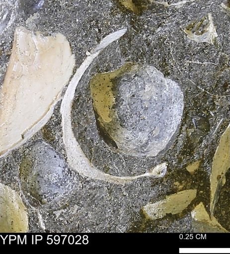 undet. Bivalvia