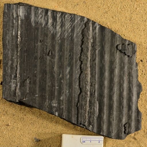 Sigillaria sp.