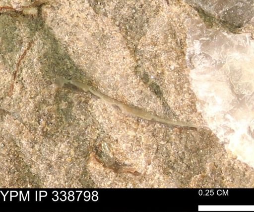 undet. Bivalvia