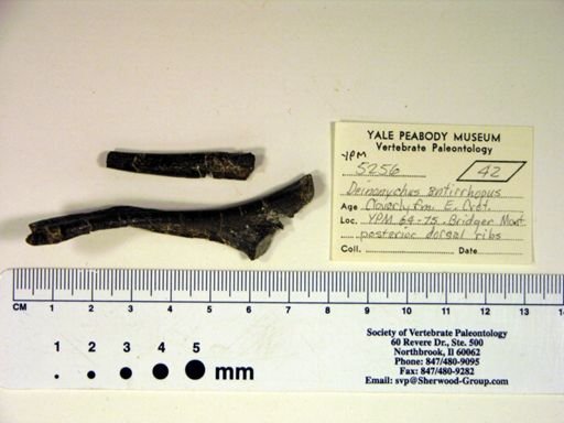 Deinonychus antirrhopus