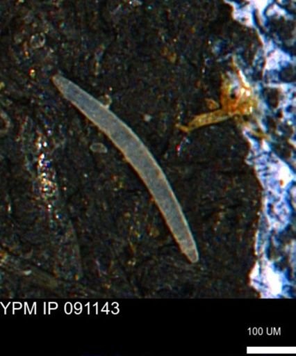 undet. Porifera