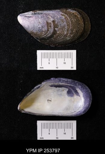 Mytilus edulis
