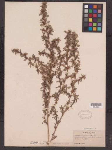 Amaranthus graecizans