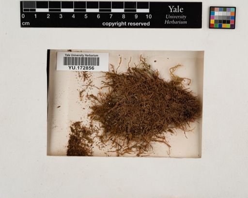 Plantae