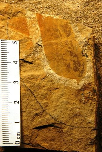 Ailanthus americana