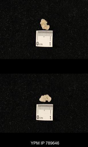 undet. Brachiopoda