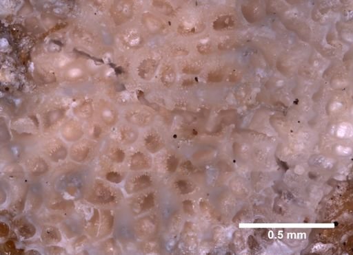 Membranipora