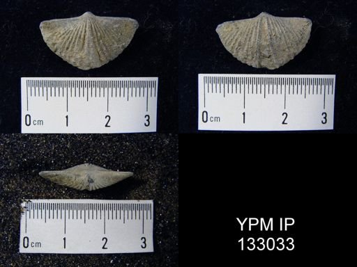 Spirifer pennatus